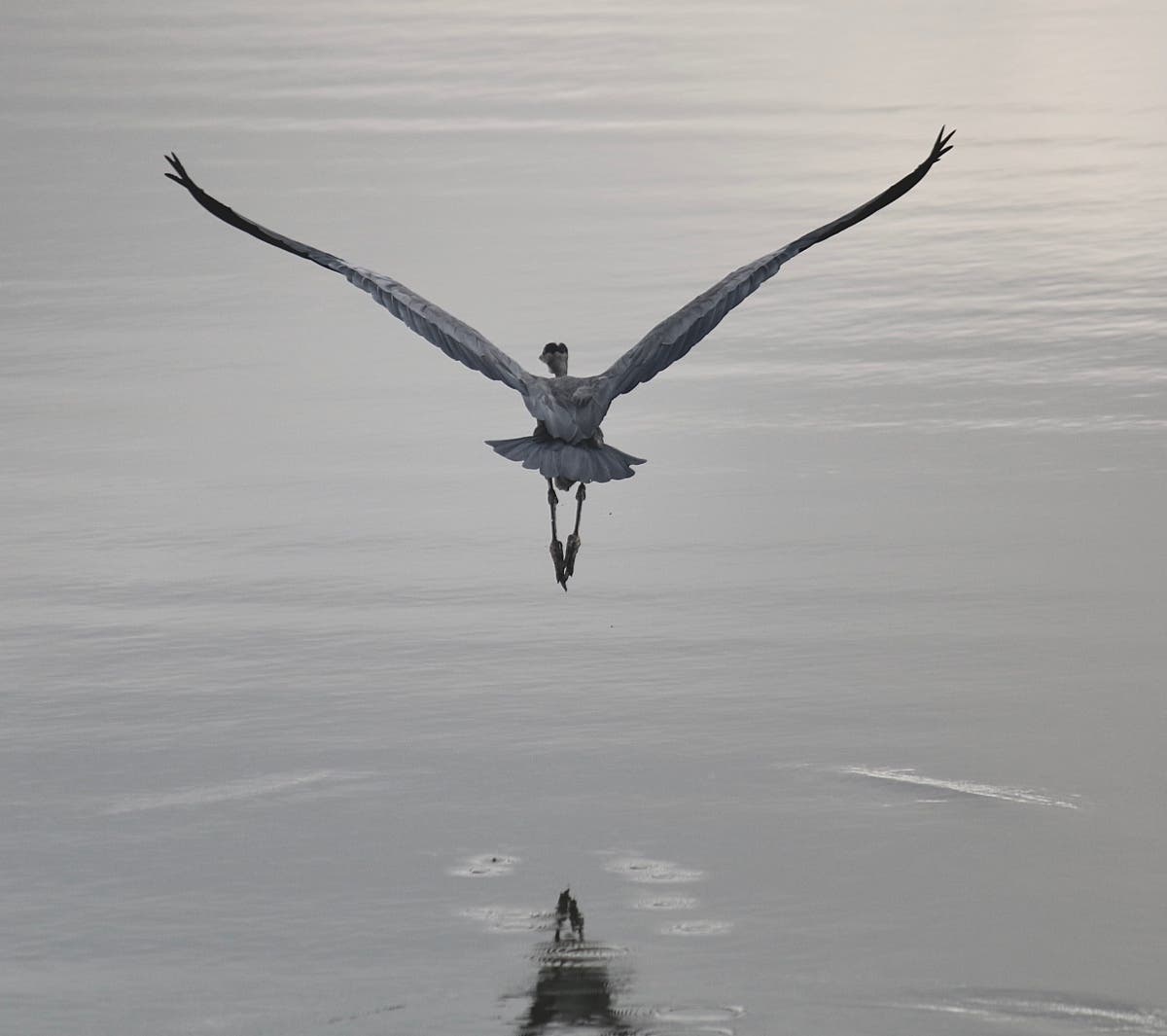 Great Blue Heron, San Francisco Bay, Calif.