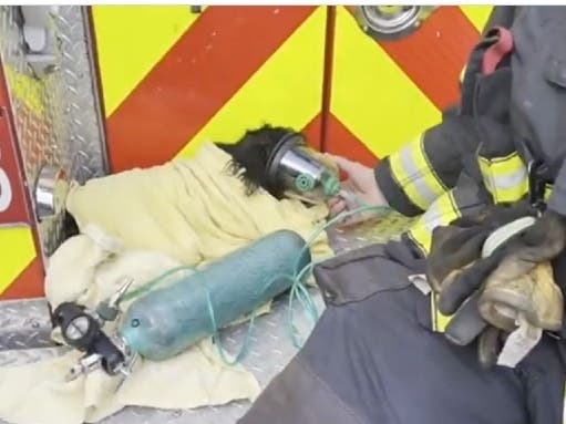 A small dog, swaddled in a blanket, receives oxygen after its rescue from a burning apartment.