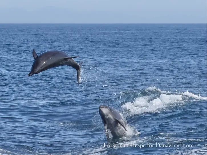 Seeing Bottlenose Dolphin jumping off Dana Point is one of the best reasons to go Whale Watching. Here's what a recent group of whale watchers had the chance to see.