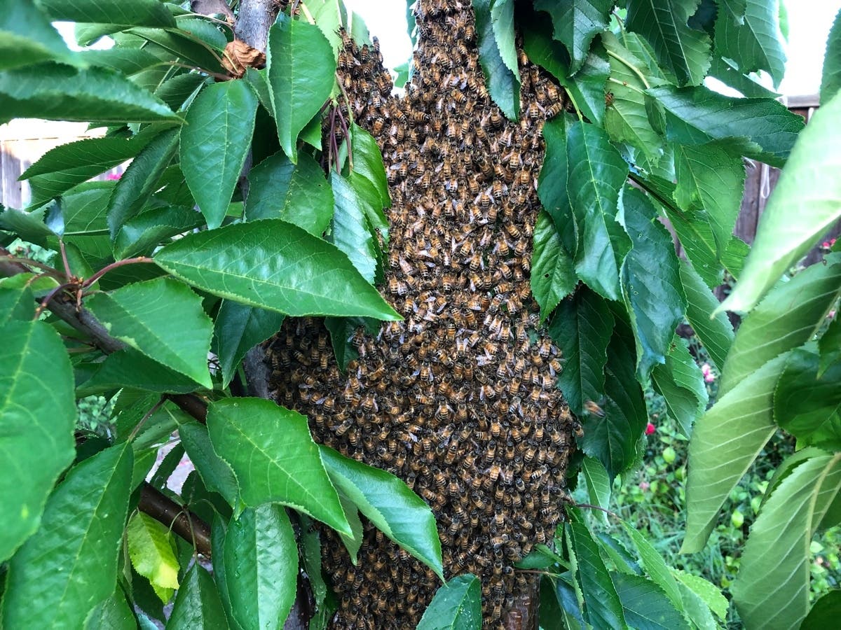 Castro Valley Winter 2021 Forecast From NOAA Castro Valley, CA Patch