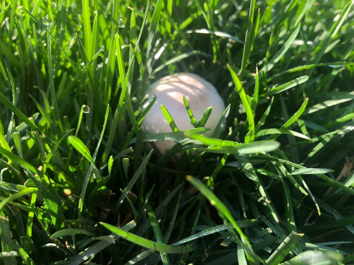 Mushroom, after last week's rain.