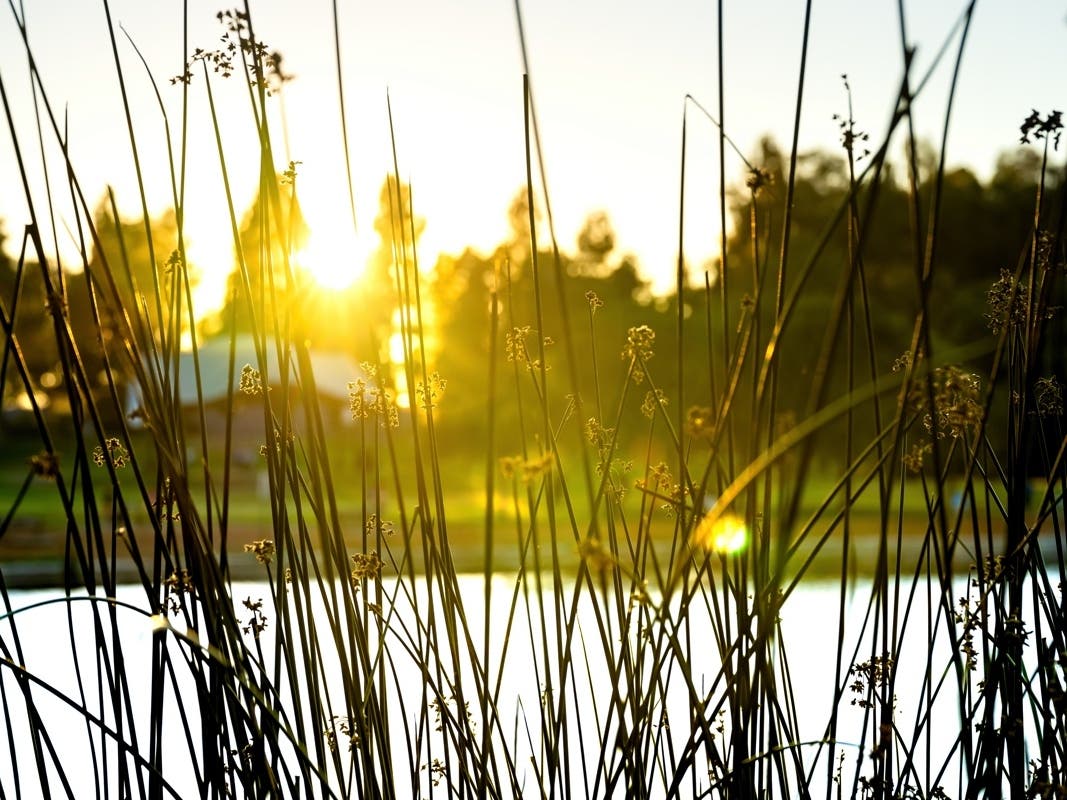 Sunset at Lake Elizabeth in Central Park, Fremont, Calif.