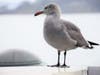 Sea gull in San Francisco, Calif.