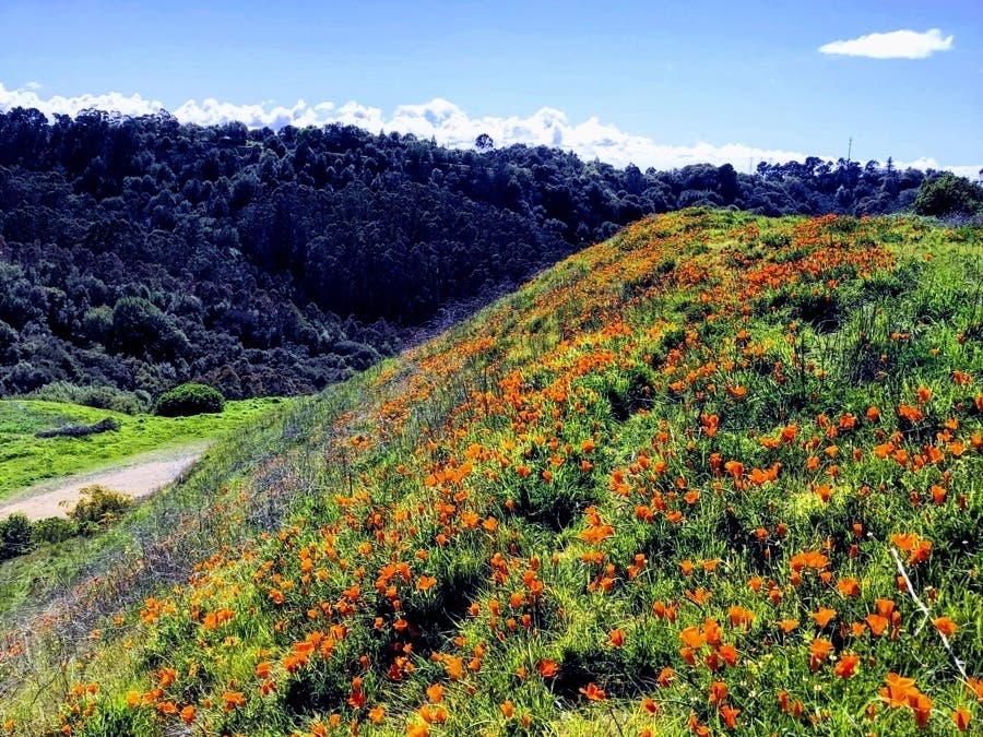 California poppies, the state flower of the California, bloom in Robert Sibley Volcanic Regional Preserve​.