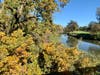 Autumn leaves in Sacramento, Calif.