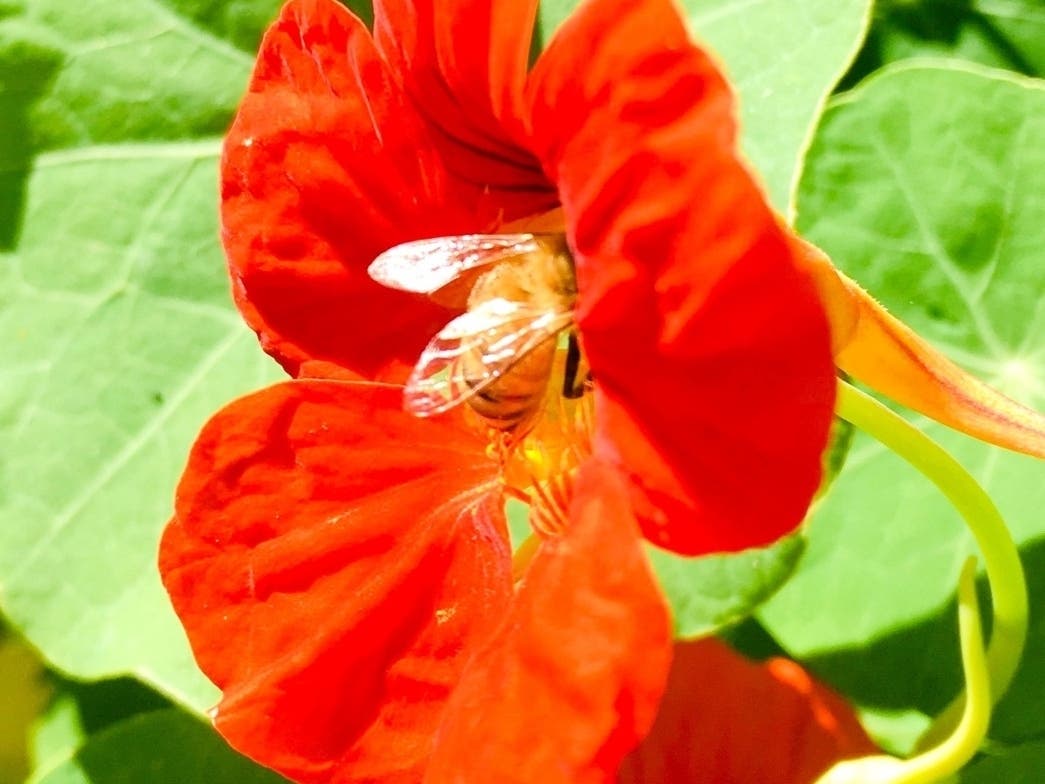 Honey bee gathering pollen from an orange nasturtium in San Leandro, Calif.