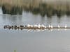 Birds rest on a small island in Quarry Lakes Regional Park.