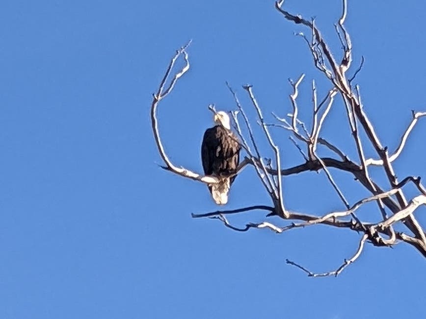 A mature bald eagle sits in a tree at Alameda Creek in Fremont, Calif. Eagles are frequently spotted near water as they hunt for fish.