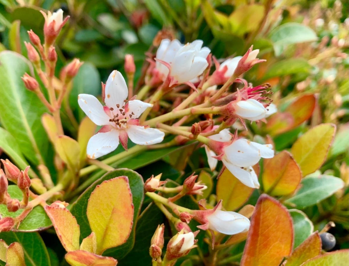 Flowers bloom in Alameda, Calif.