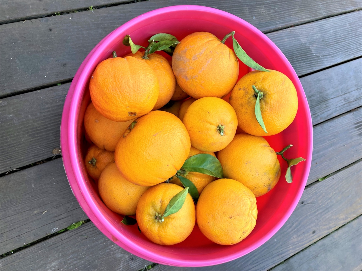 Backyard oranges, San Leandro, Calif.