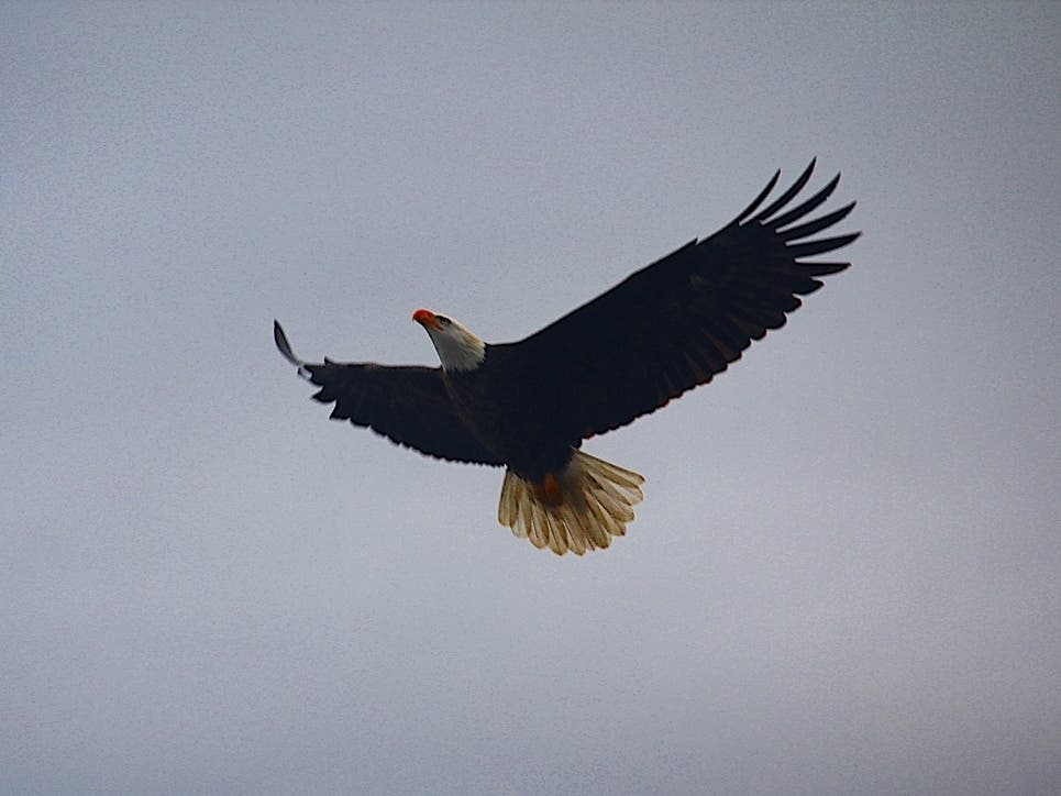A bald eagle with its flight feathers spread soars through a grey sky at Alameda Creek in Fremont, Calif.