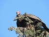 Turkey Vulture at Quarry Lakes Regional Recreation Area​, Fremont, Calif. 