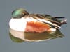Northern Shoveler at Quarry Lakes Regional Recreation Area​, Fremont, Calif. 