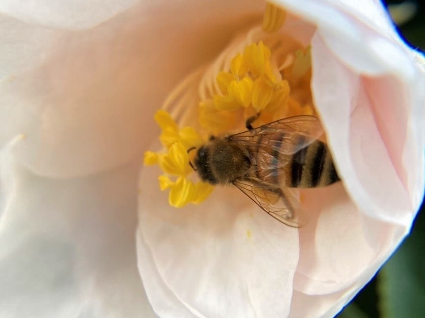 Honeybee in a camellia blossom in San Leandro, Calif.