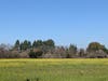 A field of wildflowers with trees in the distance near Quarry Lakes Regional Recreation Area. Fremont, Calif.