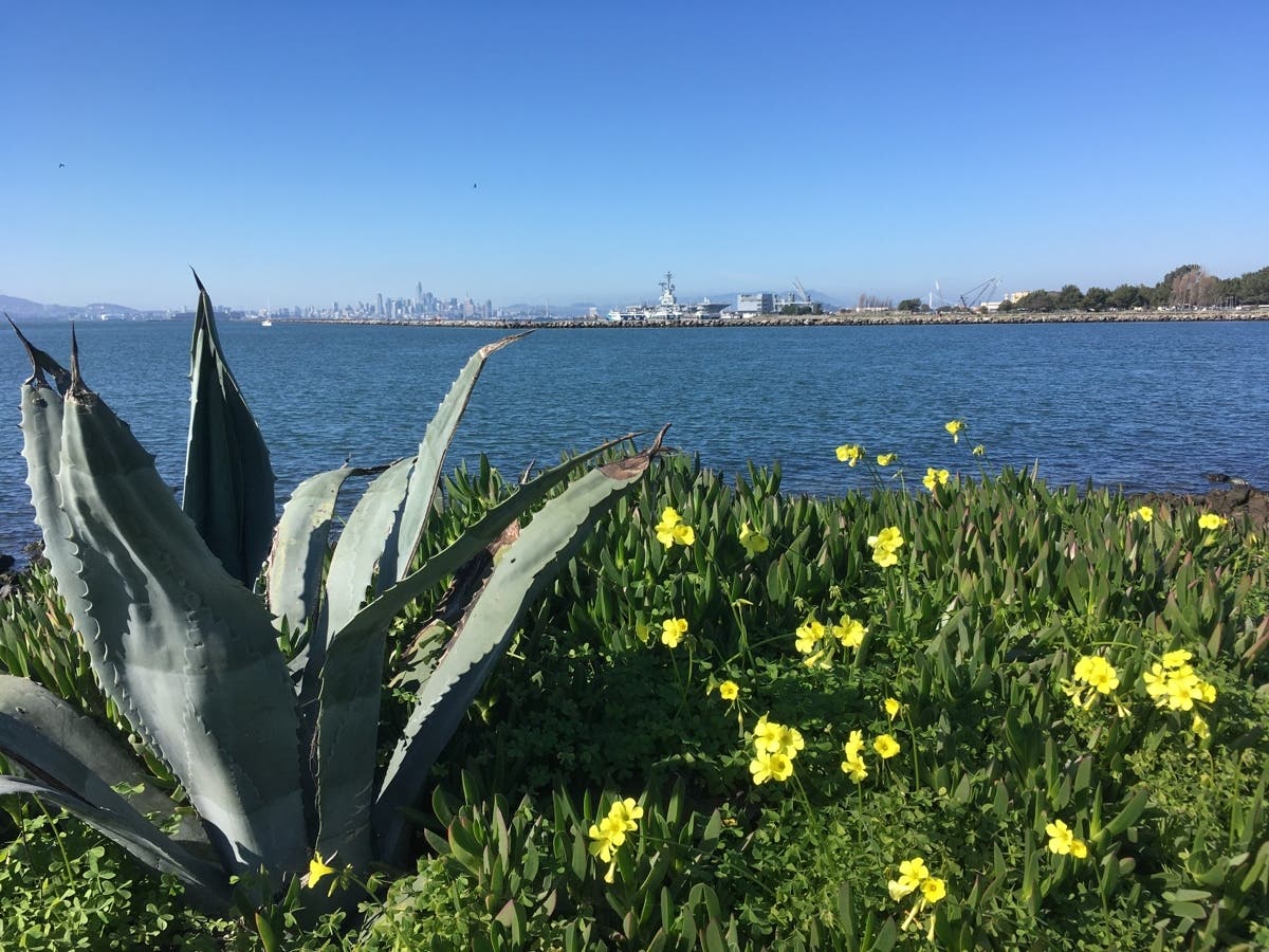 Plants on the shoreline of Alameda, Calif. with the beautiful blue of Ballena Bay behind it.