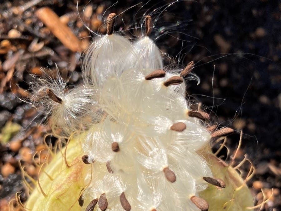 Milkweed going to seed in San Leandro, Calif.