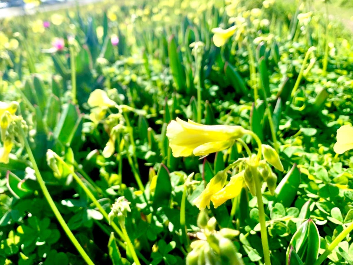 Wildflowers bloom in Alameda, Calif.