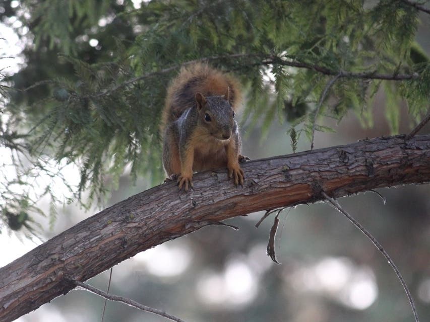This squirrel on a tree branch in Union City is attentive to nearby people.