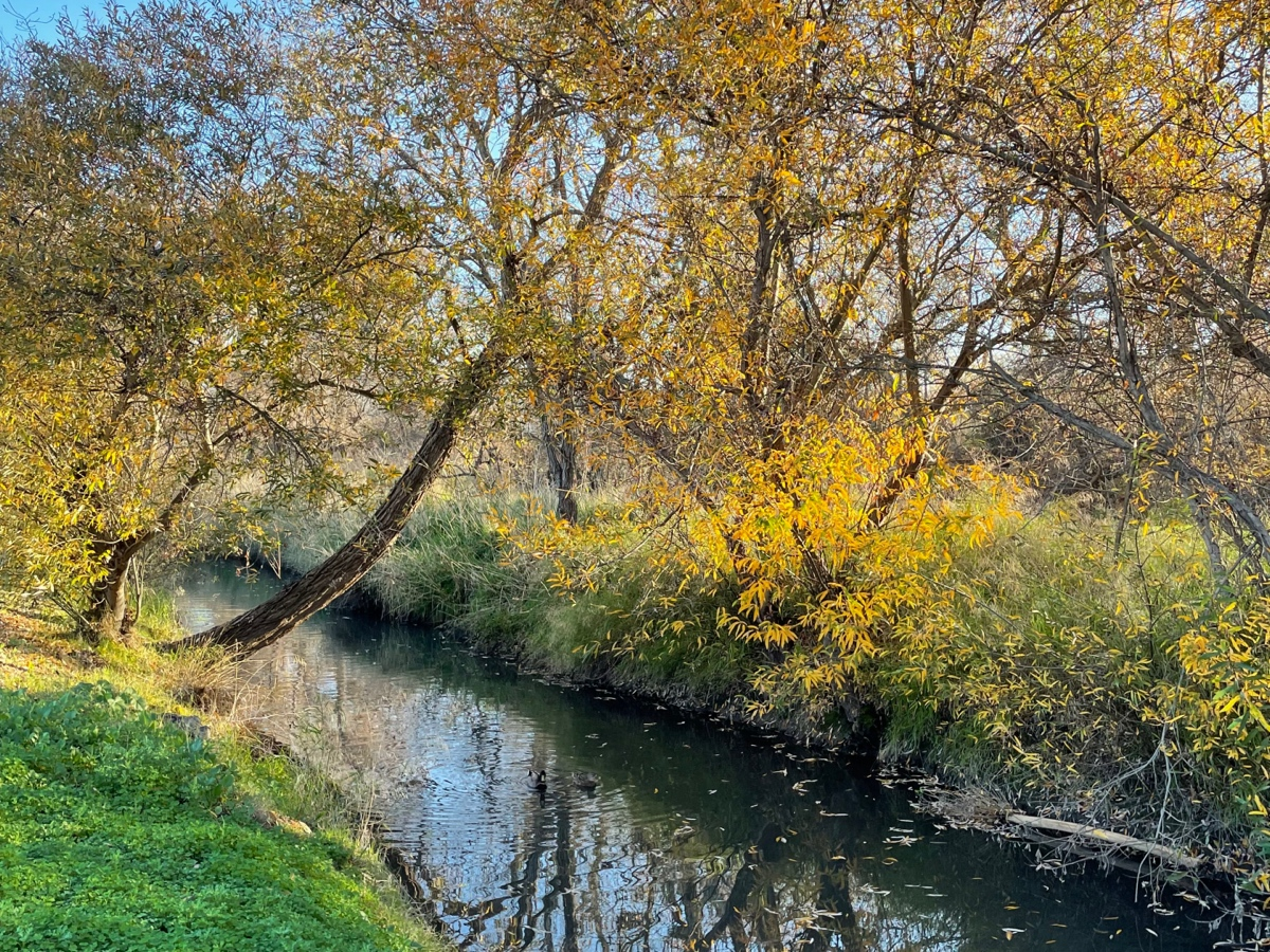 Peaceful moment by the water in Fremont, Calif.