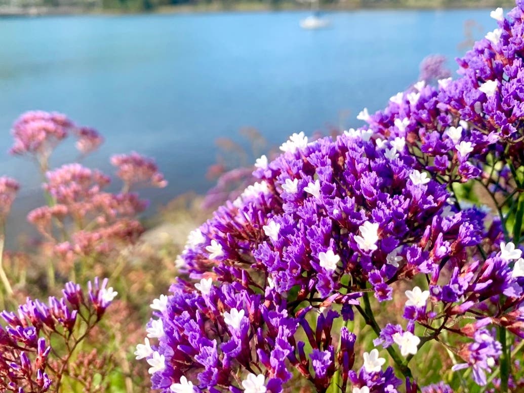 Statice flowers in bloom at Oyster Point, South San Francisco, Calif.