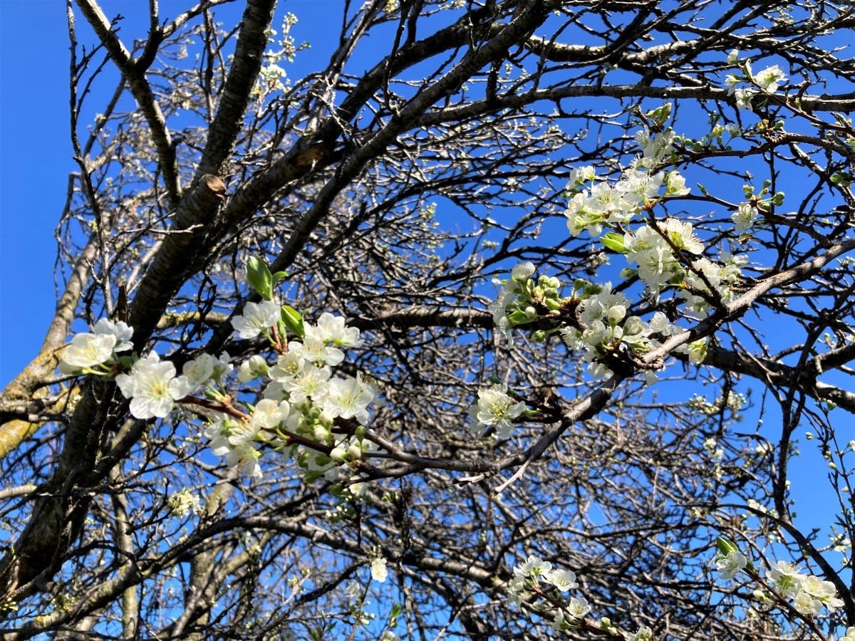 Backyard plum tree with blossoms in San Leandro, Calif.
