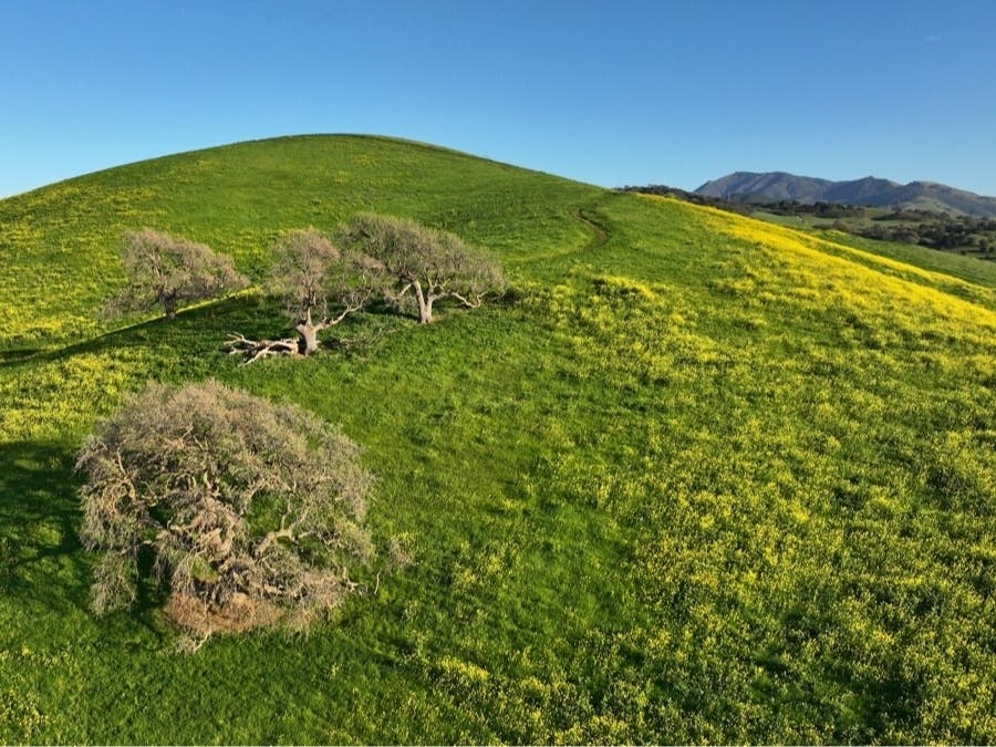 The hills above Walnut Creek are covered in wildflowers.
