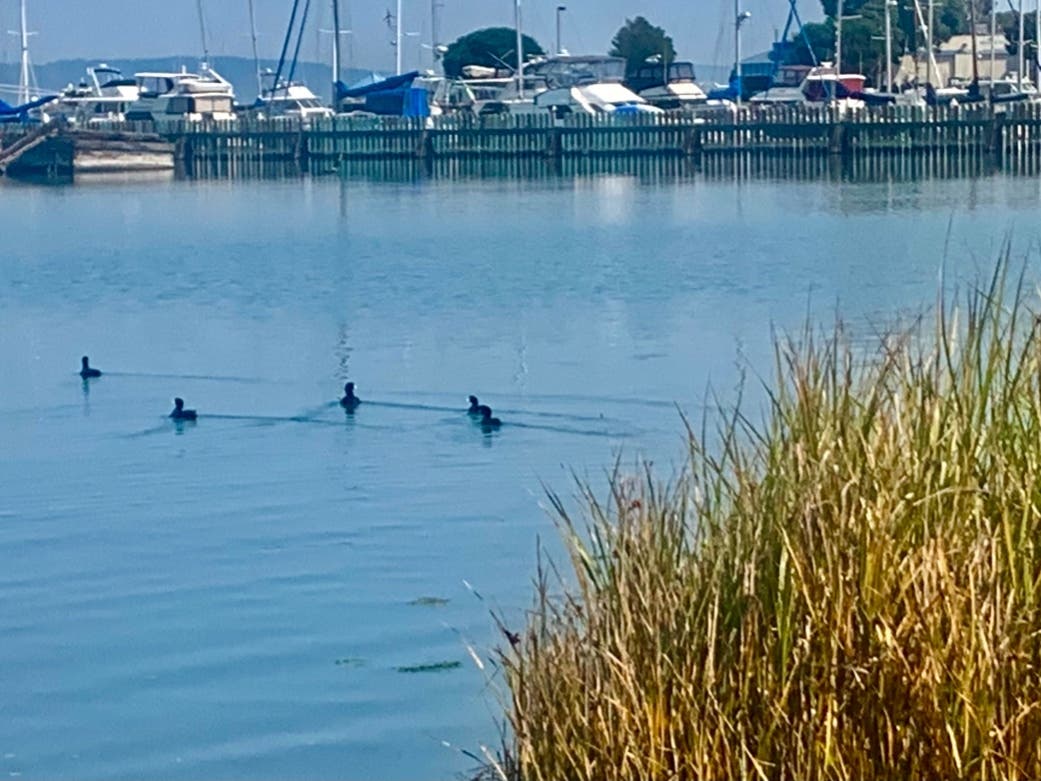 Ducks in San Francisco Bay at Oyster Point Marina, South San Francisco, Calif.