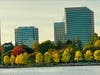 Autumn leaves at Lake Merritt, Oakland, Calif.