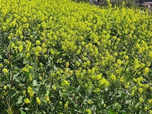 Yellow wildflowers in Old Mission Park, Fremont, Calif.