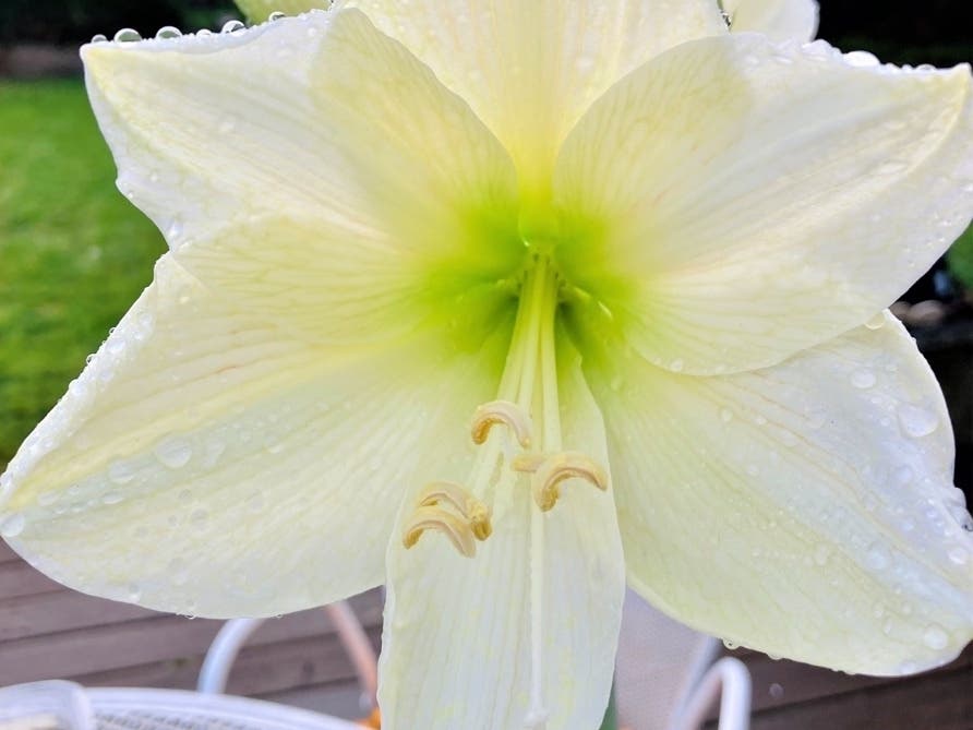 White amaryllis in San Leandro, Calif.