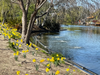 Daffodils beside the lagoon on Bay Farm Island, Alameda, Calif.