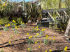 Daffodils beside the lagoon on Bay Farm Island, Alameda, Calif.