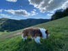 Tango exploring during a hike.