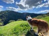 Tango knows a good view!