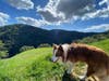 Green hills, blue sky, and adorable dog Tango.