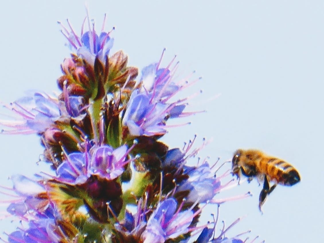 A honeybee flies to a purple flower in Alameda, Calif.
