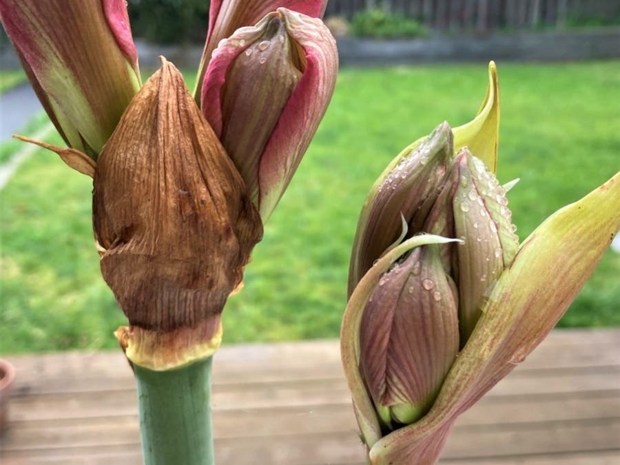 Amaryllis buds after overnight light showers.