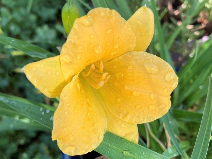 Stella D'oro Daylily in San Leandro, Calif.