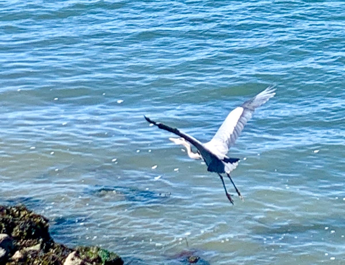 This photo was snapped on Ballena Island on Saturday.