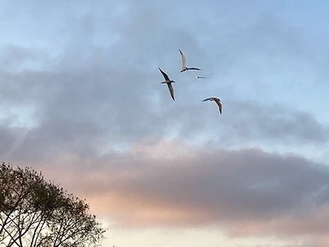 Terns fly over Crown Harbor in Alameda, Calif.