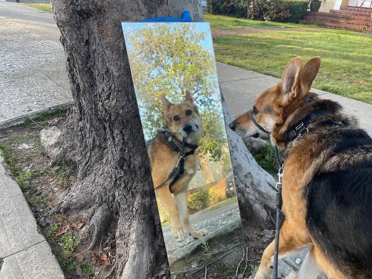 Have you met Mouf? His human regularly posts his take of life on the Island through the "Bear's-Eye View of Alameda" on the Patch Neighbor Posts page.