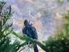 California condor.