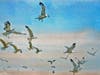 Gulls in flight.