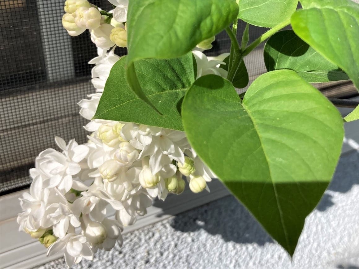 "Beauty of Moscow" lilac blooms in a San Leandro, Calif. yard.