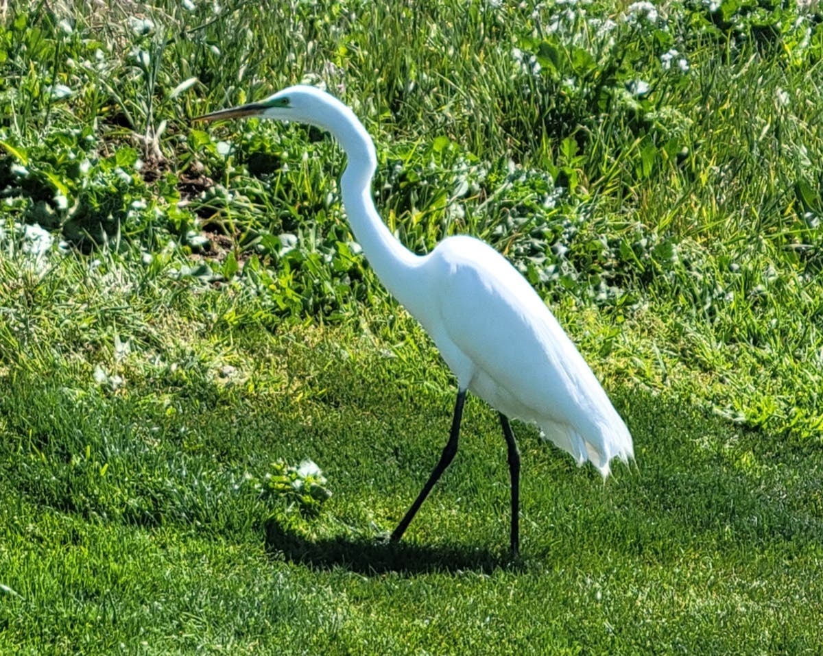 Egret in Stockton, Calif.