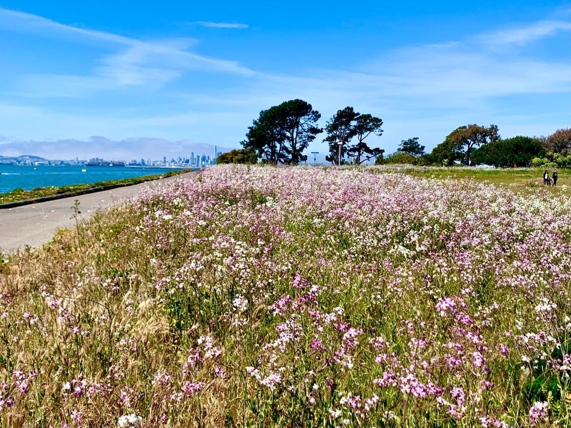 A field of wildflowers on Ballena Island, with a glimpse of San Francisco Bay, and the city skyline on the horizon.