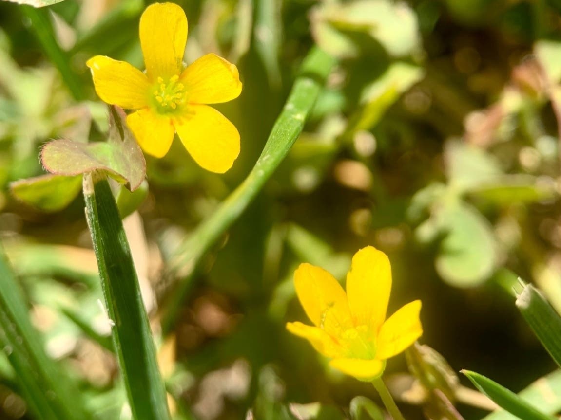 Hiding in the grass: tiny flowers.