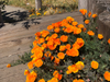 California Poppies at Coyote Hills Regional Park in Fremont, Calif., April 9, 2022.