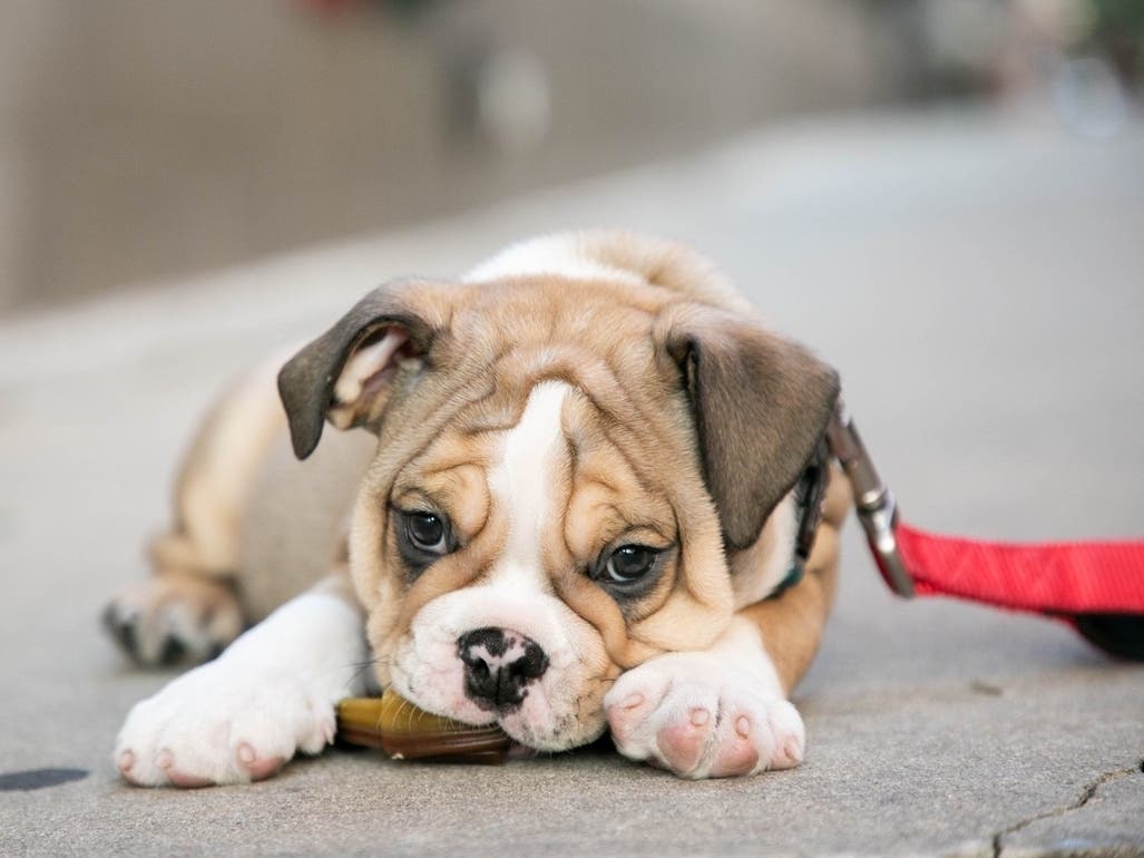 Is the puppy you are buying really a stock photo? Here's how to tell.